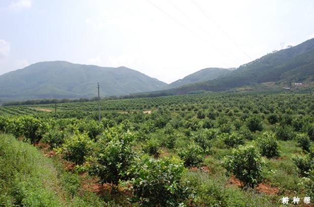 柠檬每亩适宜种植多少棵？