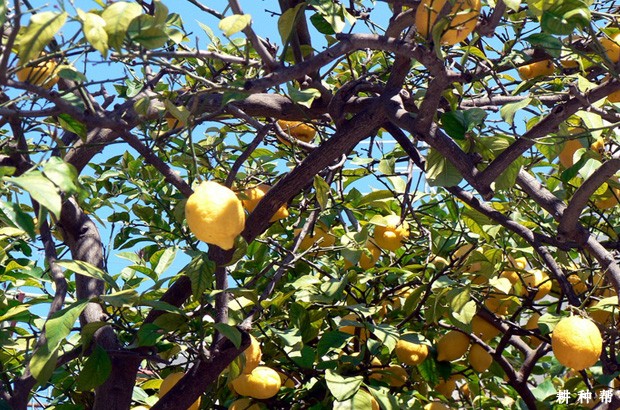 柠檬衰老树怎么修剪？