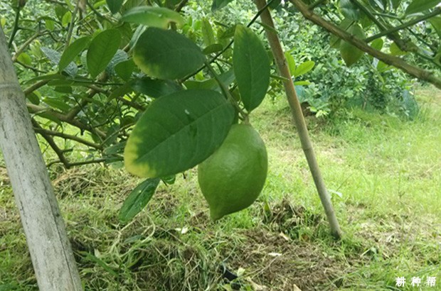 柠檬衰老树怎么修剪？