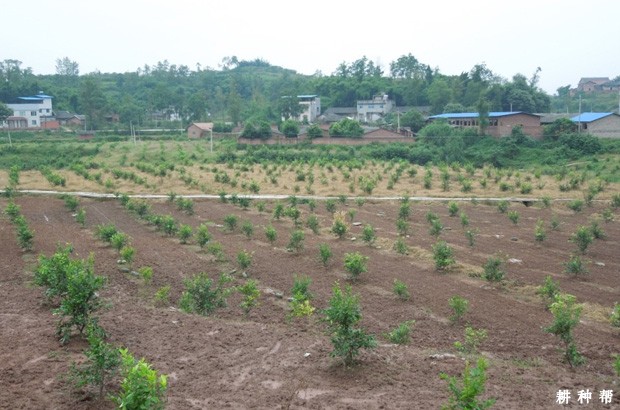 柠檬的种植条件有哪些?