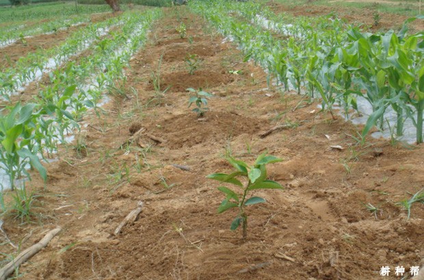 柠檬的种植条件有哪些?