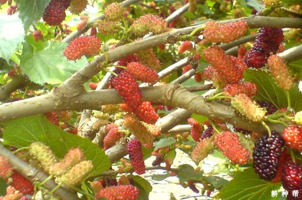 台湾四季果桑品种好不好？