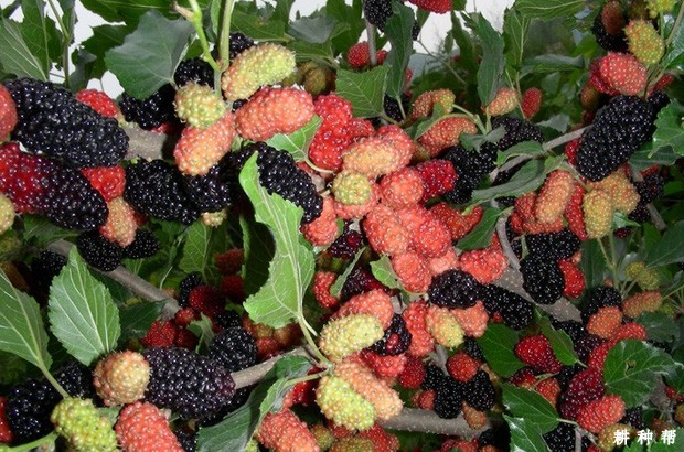 台湾四季果桑品种好不好？