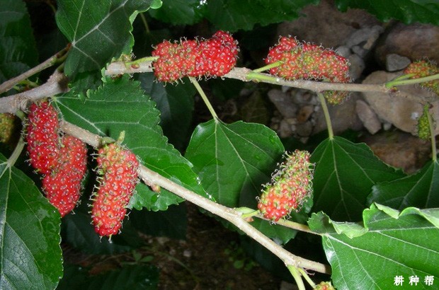 台湾四季果桑品种好不好？