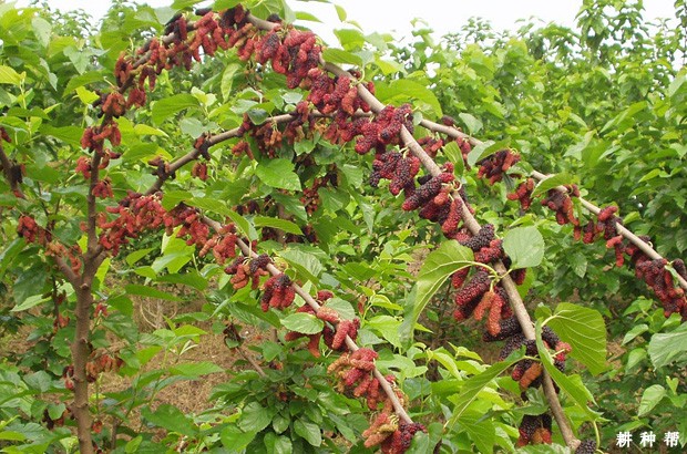 台湾四季果桑品种好不好？