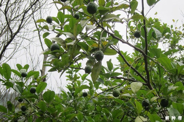 柠檬结果树怎么修剪？