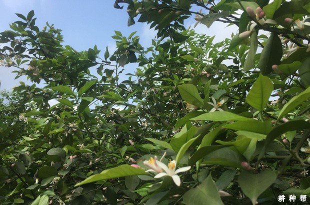 柠檬结果树怎么修剪？