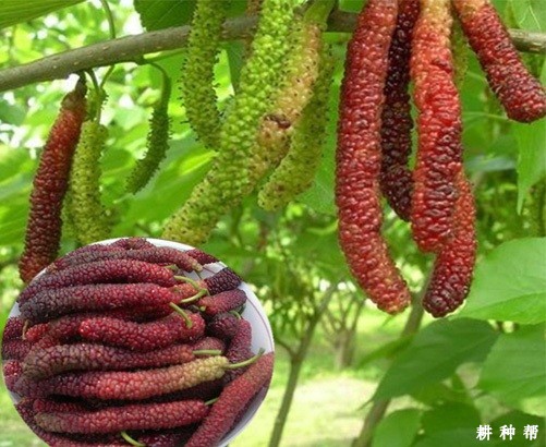 台湾长果桑品种好不好？