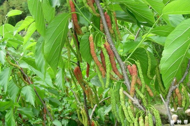 台湾长果桑品种好不好？