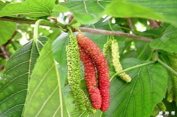 台湾长果桑品种好不好？