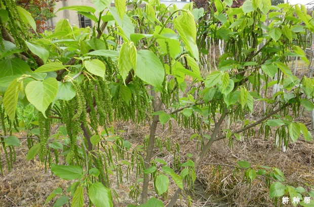 台湾长果桑品种好不好？