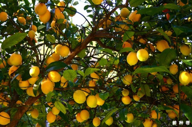 柠檬如何采收？