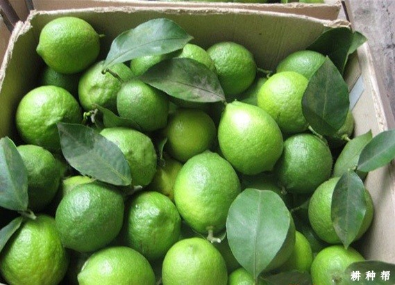 柠檬如何采收？
