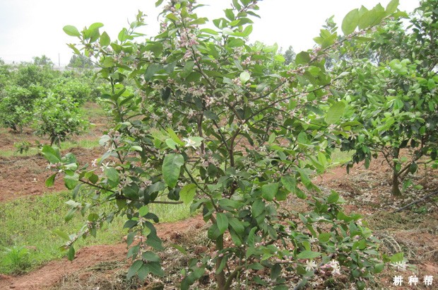 柠檬幼树怎么修剪？