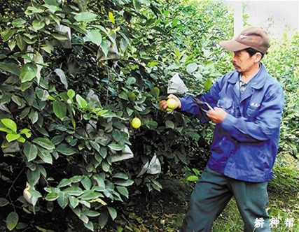 柠檬如何采收？