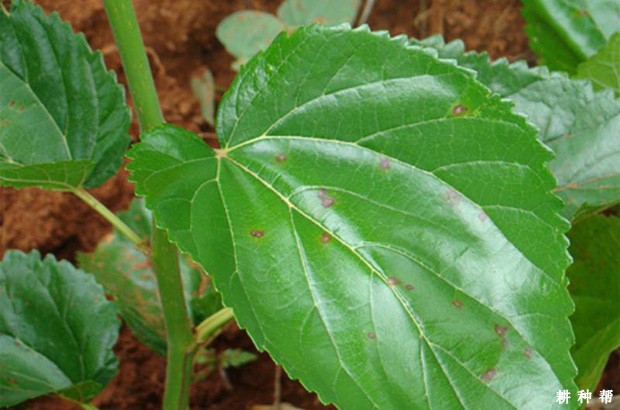 桑葚褐斑病怎么防治？附图片