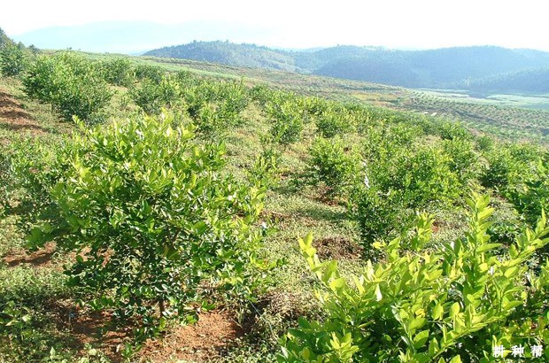 柠檬什么时候可以修剪? 柠檬什么时候可以修剪?