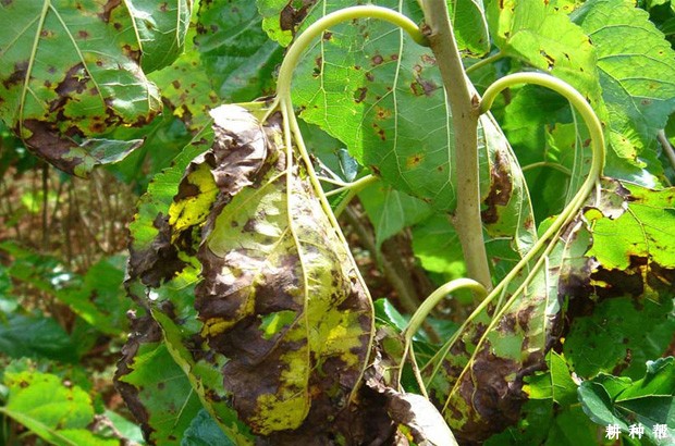 桑葚褐斑病怎么防治？附图片