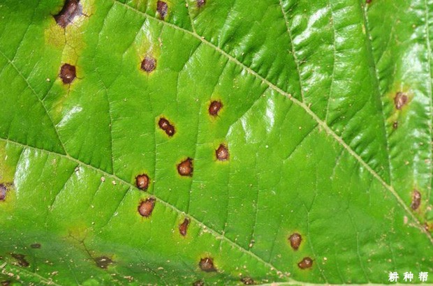 桑葚褐斑病怎么防治？附图片