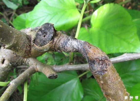 桑葚断梢病怎么防治?附图片 桑葚断梢病怎么防治?附图片