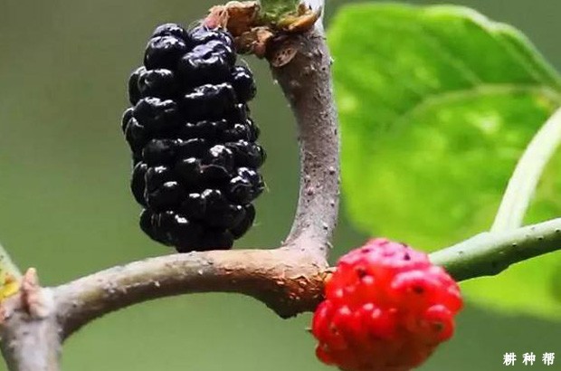 男人、女人吃桑葚有什么好处？