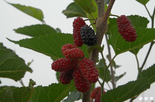 男人、女人吃桑葚有什么好处？