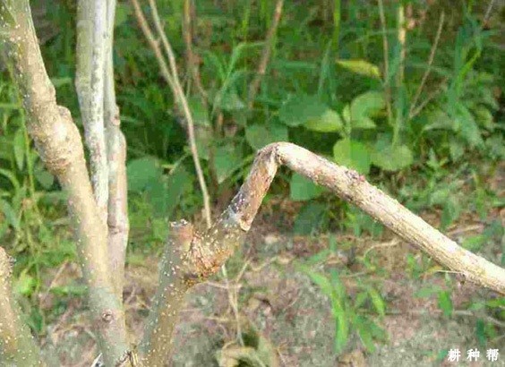 桑葚断梢病怎么防治?附图片 桑葚断梢病怎么防治?附图片