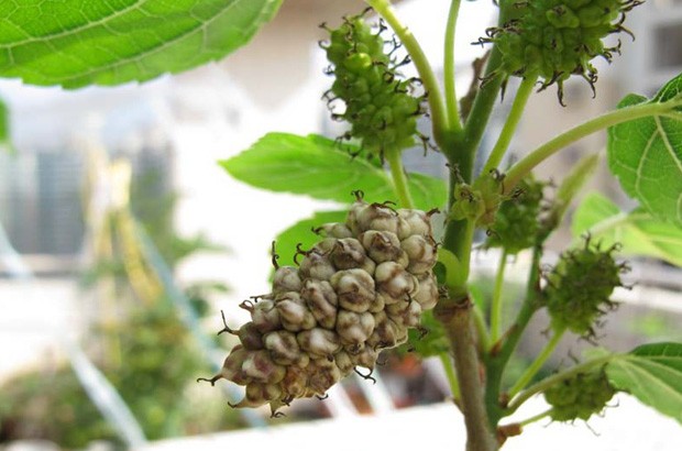 桑葚菌核病怎么防治？附图片