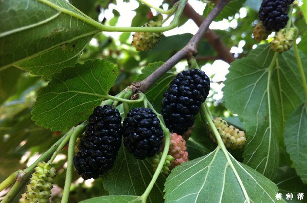 桑葚吃多了会怎么样？