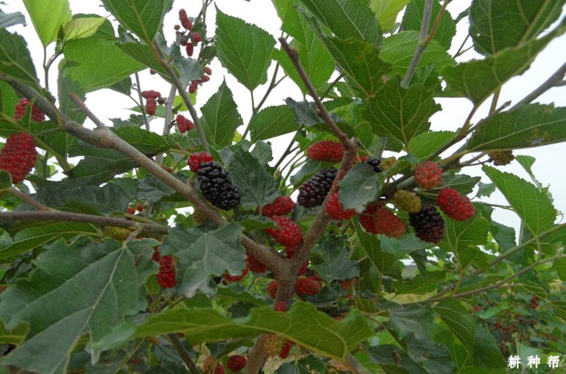 桑葚吃多了会怎么样？