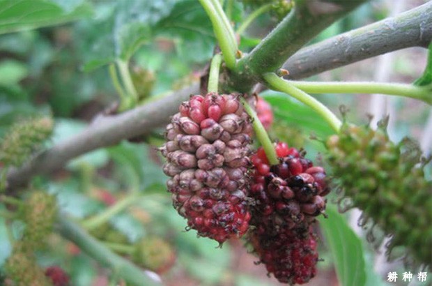 桑葚菌核病怎么防治？附图片