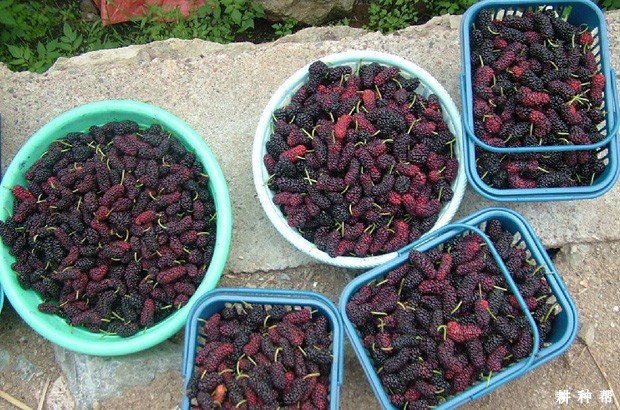 桑葚菌核病怎么防治？附图片