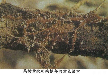 怎么防治桑紫纹羽病？附图片