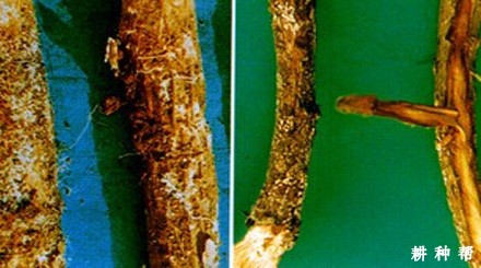 怎么防治桑紫纹羽病？附图片