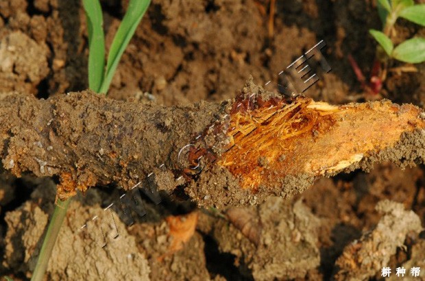 怎么防治桑紫纹羽病？附图片
