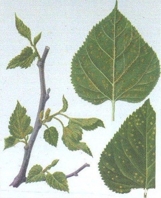 怎么防治桑赤锈病？附图片