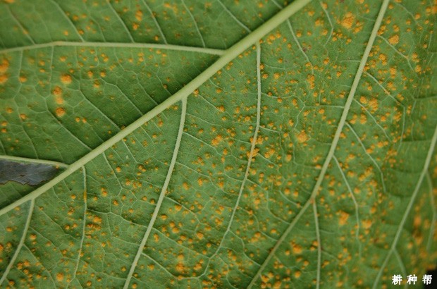 怎么防治桑赤锈病？附图片