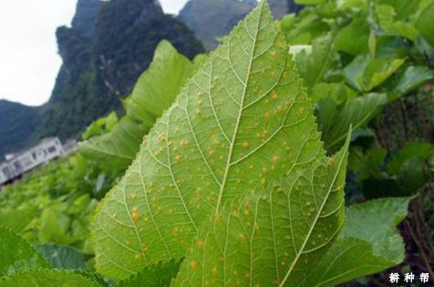 怎么防治桑赤锈病？附图片