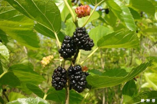 桑葚如何保存好？