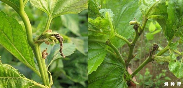 桑芽枯病如何防治？附图片