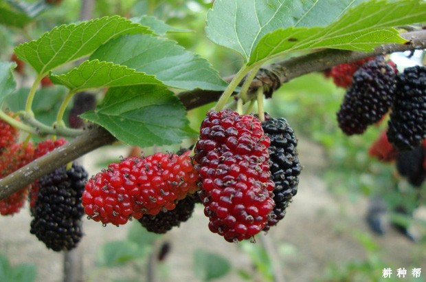 桑葚有哪些功效与作用？