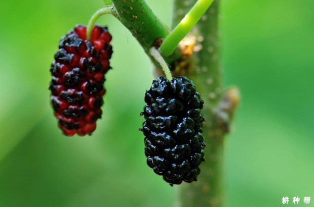 桑葚有哪些功效与作用？