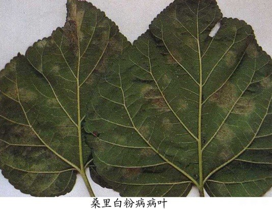 怎么防治桑里白粉病？附图片