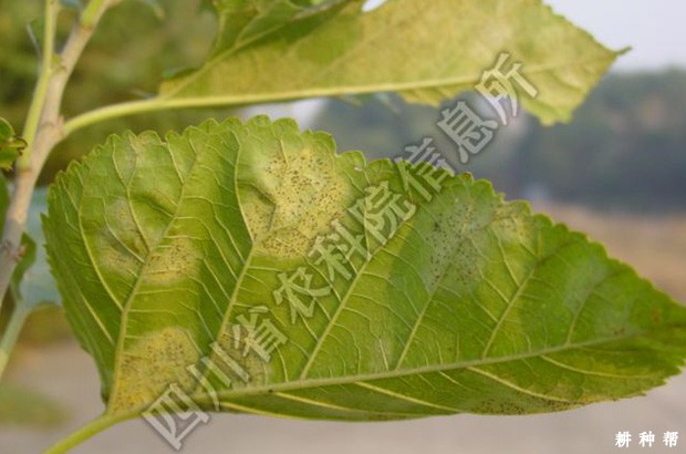 怎么防治桑里白粉病？附图片