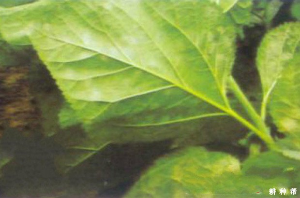 怎么防治桑里白粉病？附图片