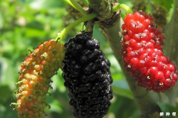 吃桑葚的哪些禁忌? 吃桑葚的哪些禁忌?