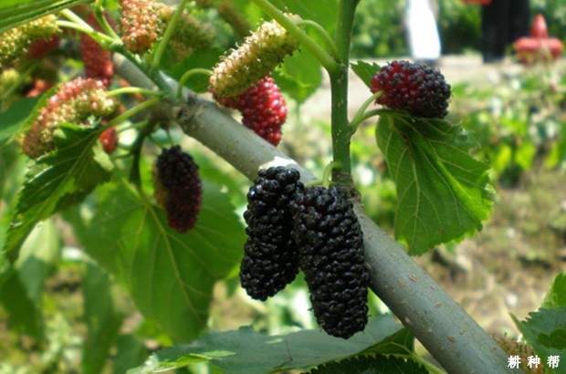 吃桑葚的哪些禁忌? 吃桑葚的哪些禁忌?