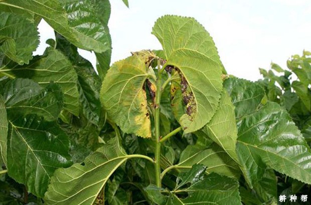 桑疫病有什么症状?怎么防治?附图片 桑疫病有什么症状?怎么防治?附图片