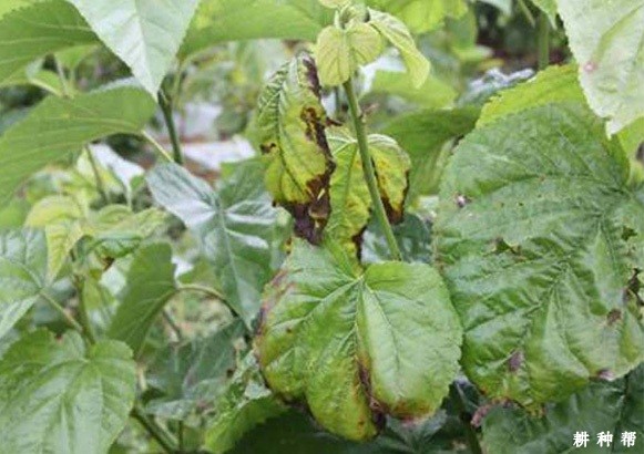 桑疫病有什么症状?怎么防治?附图片 桑疫病有什么症状?怎么防治?附图片