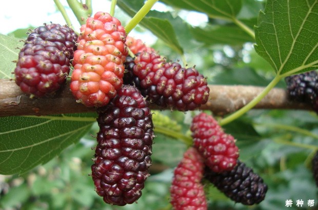 桑葚含有哪些营养价值？